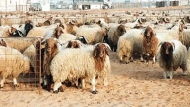 سعر كيلو اللحم الضاني قائم اليوم