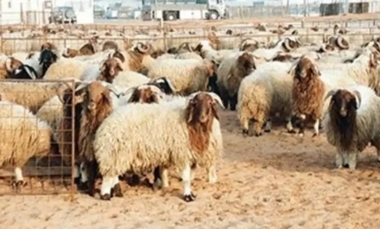 سعر كيلو اللحم الضاني قائم اليوم