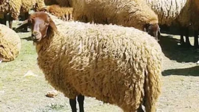 سعر كيلو الخرفان قائم اليوم