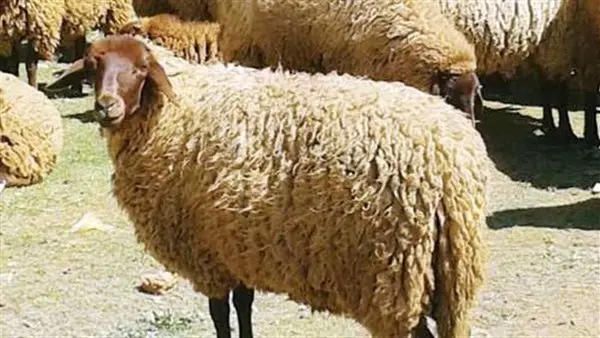 سعر كيلو الخرفان قائم اليوم