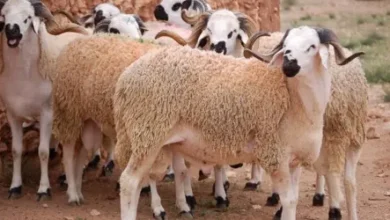 أماكن شراء الأضاحي في السعودية