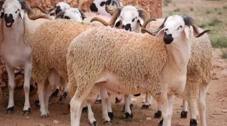 أماكن شراء الأضاحي في السعودية