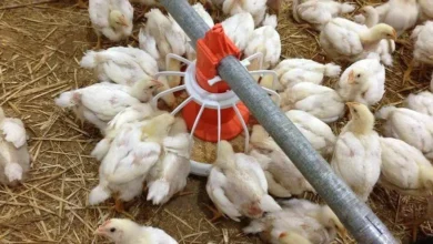 بورصة دواجن سوهاج اليوم