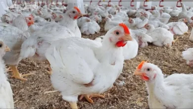 سعر كيلو الفراخ البيضاء اليوم