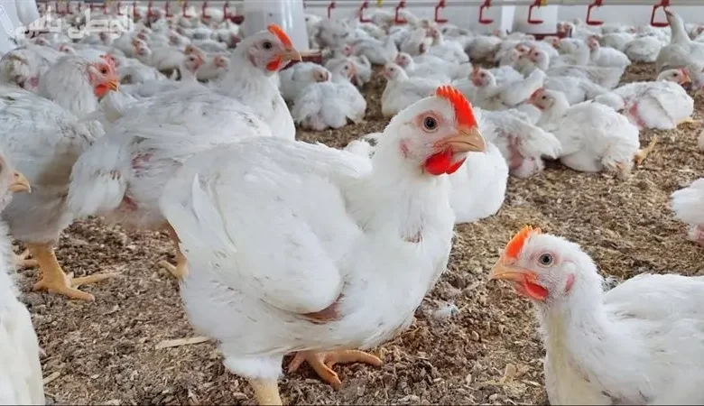 سعر كيلو الفراخ البيضاء اليوم