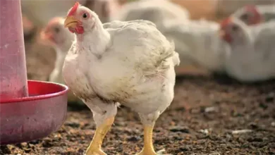 بورصة الدواجن الرئيسية بنها اليوم