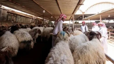 أسعار الأضاحي في السعودية