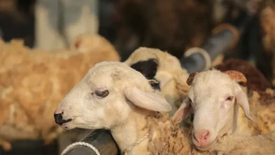 أسعار الأضاحي في قطر
