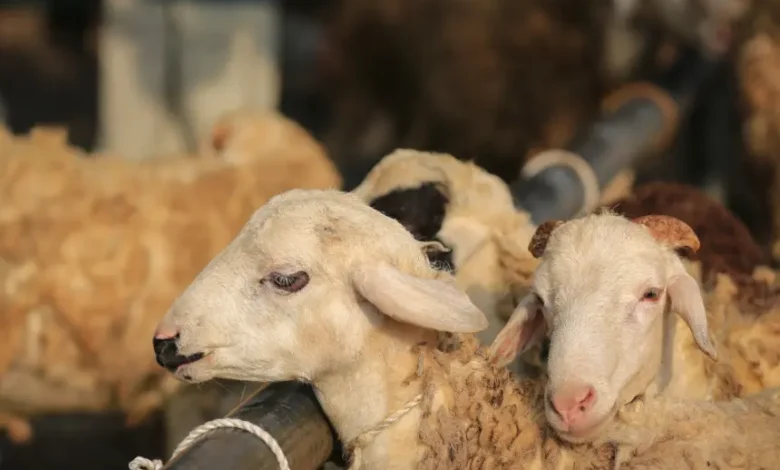 أسعار الأضاحي في قطر