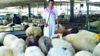 أسعار الأضاحي في الرياض وجدة والدمام