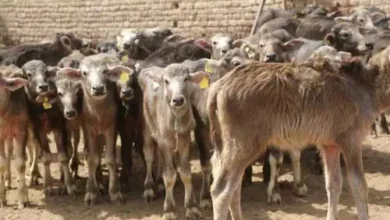 اسعار العجول البقري الصغيرة اليوم