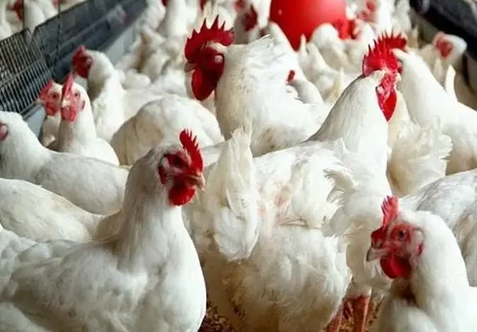بورصة الدواجن الوطنية اليوم