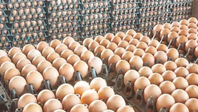 اسعار البيض اليوم