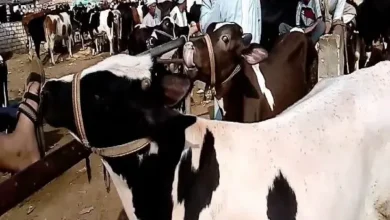 سعر العجول الجاموس قائم اليوم في مصر