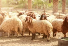 سعر الأضاحي في الكويت